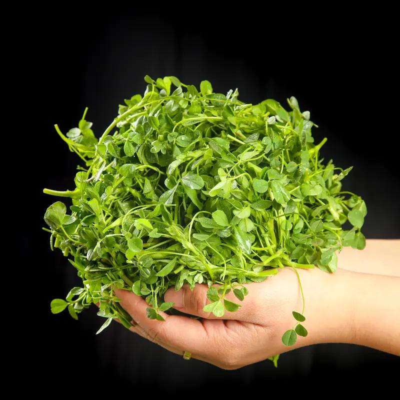 老爸去给爷爷烧单衣，掐了一大大大袋子苜蓿……
​这个时候的苜蓿已经老了……但是他