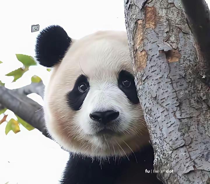 福宝福公主
你在干嘛呢
你是不是想告诉姨姨舅舅们
你有床了
可以在床上坐着吃东西