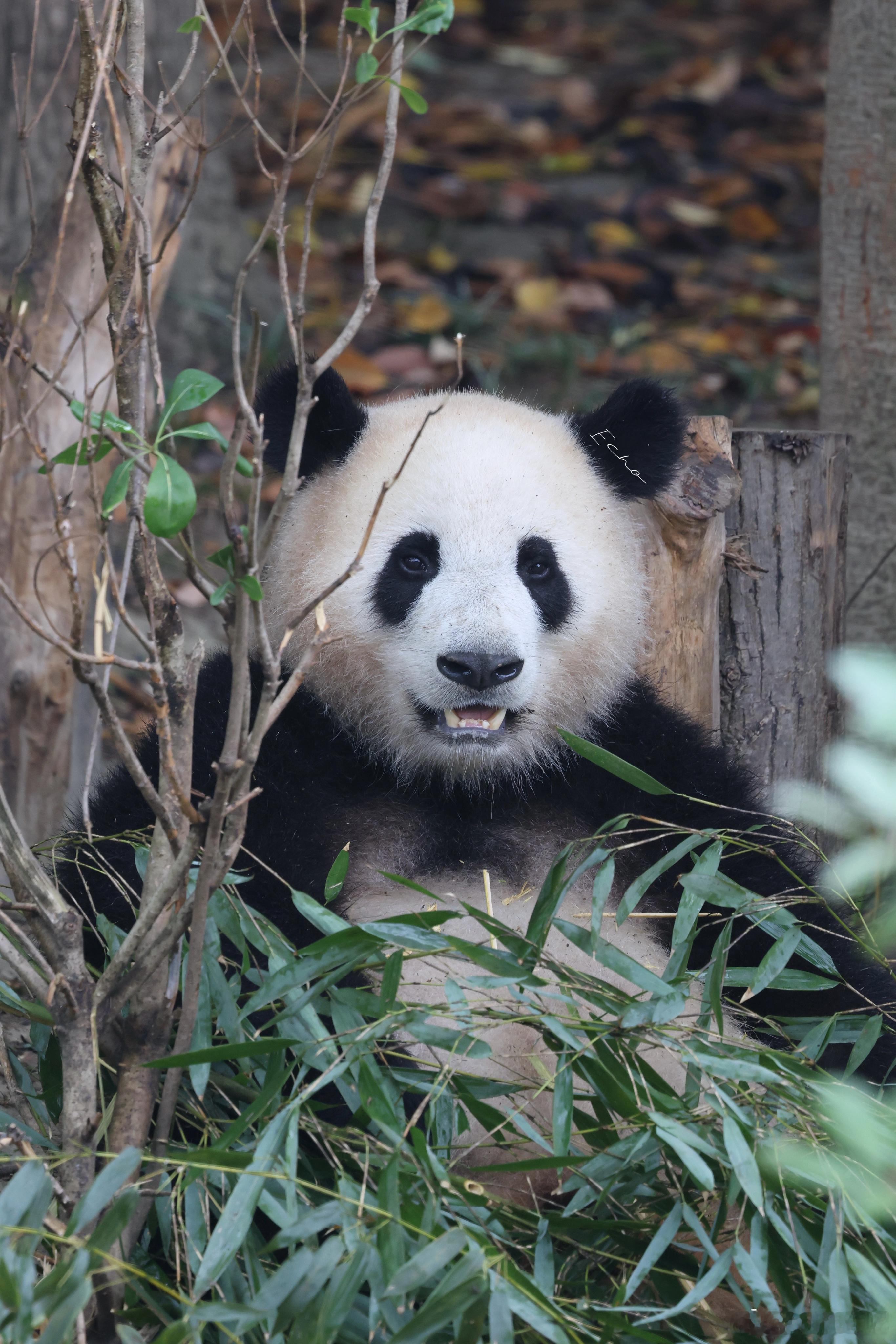 大熊猫CC99  5.24对于吃饭这件事，CC从不懈怠。吃了好久，休息一会儿 成