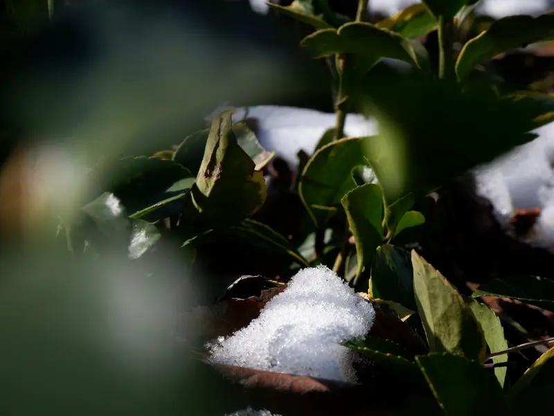 我最近随手拍了张《窗台上的残雪》。下班推门，一眼就看到窗台那捧没化完的残雪。阳光