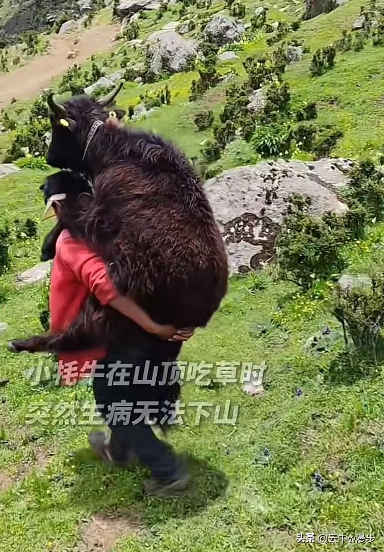 高原牧区一头年幼的小牦牛突发疾病，身体虚弱无法行走。担心幼牛病情延误，主人当即背