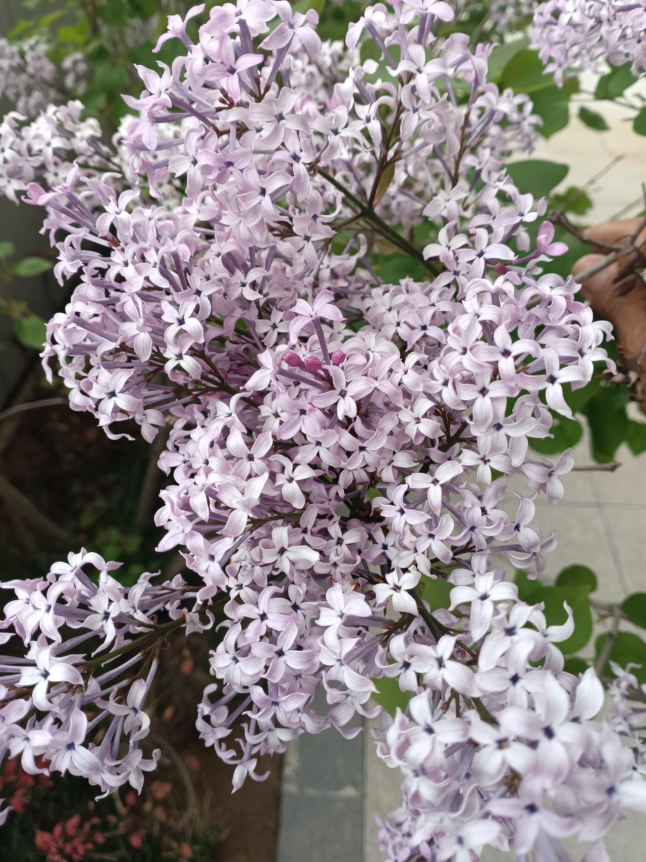 紫丁香随花期渐褪为柔粉，依旧如云似雾，在枝头漾着温柔光彩。