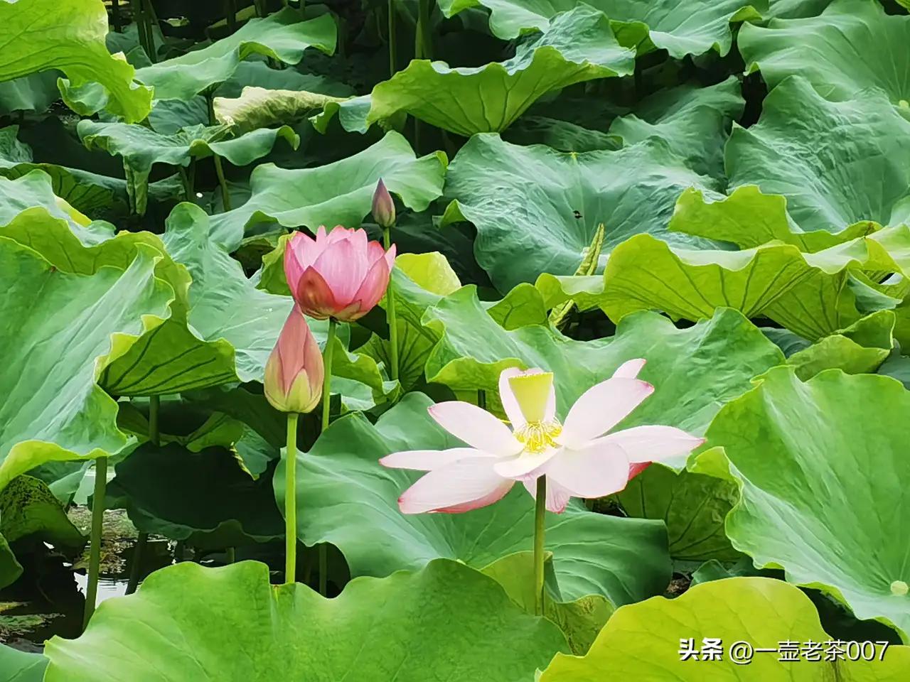 莲性犹如此，人事亦宜然：人生下半场，守住本心便是大健康

诸位朋友，今儿咱们说说
