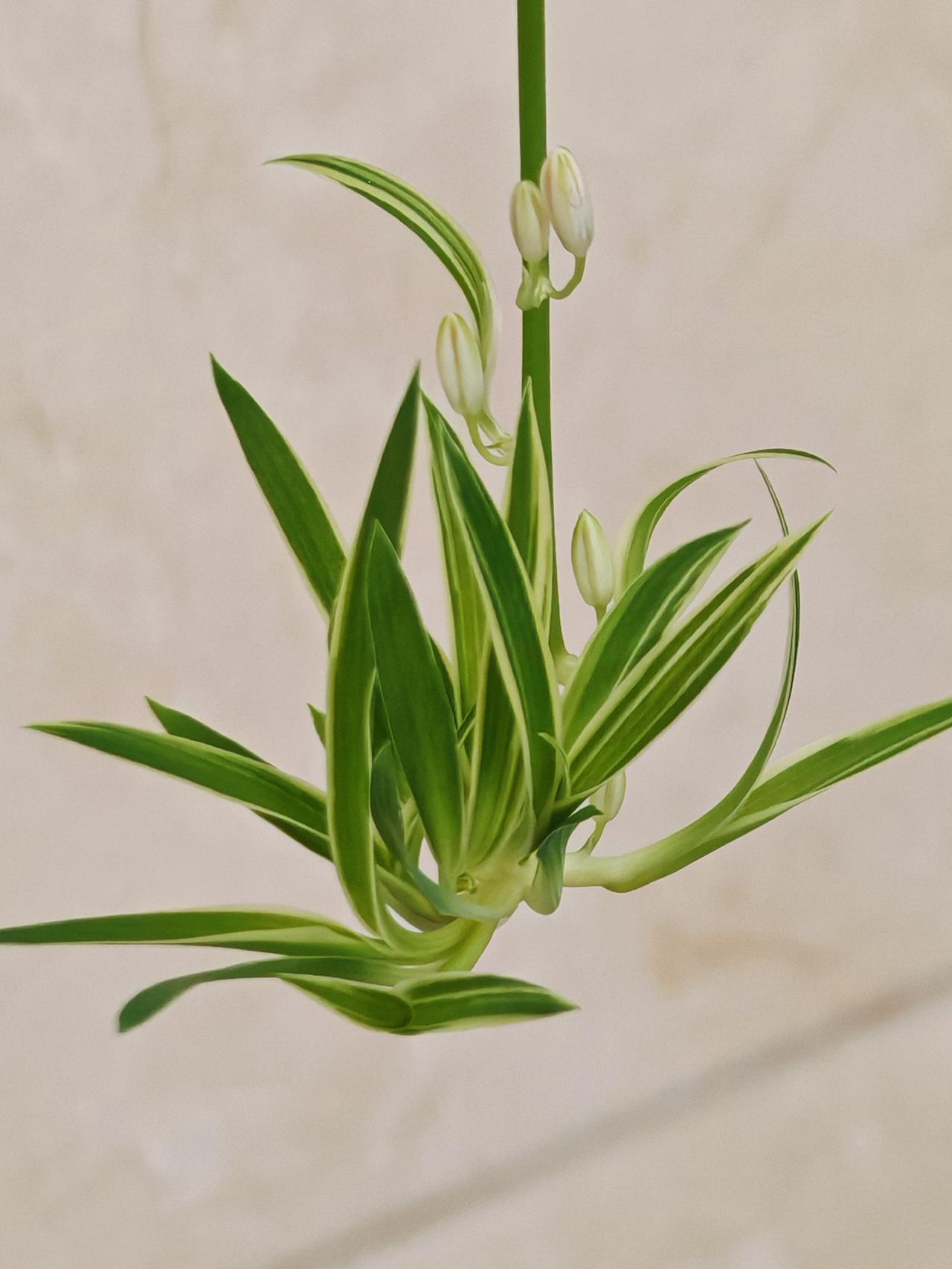 与痛风斗争的历程99
 
   早上起床，窗外天气晴朗，气温却低得反常，手机显示