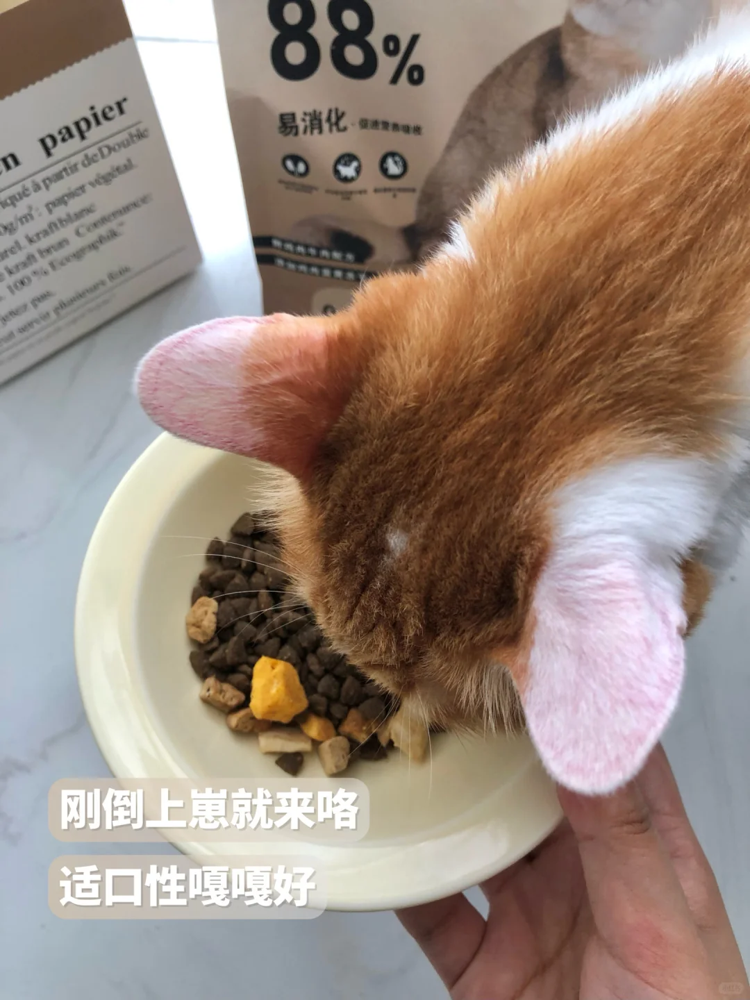 今天的猫豆子🫘嘎嘣脆~