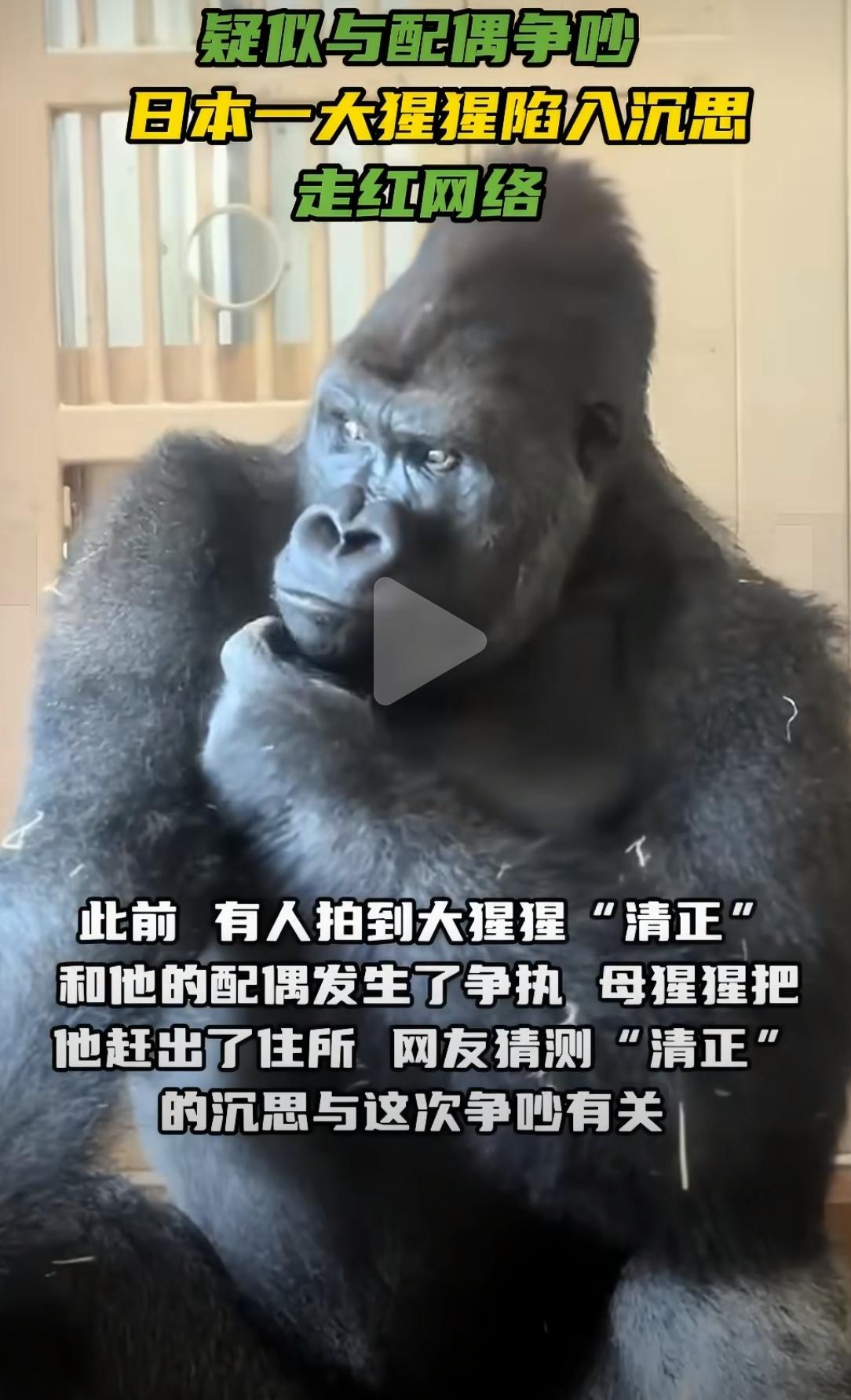 日本东山动物园，著名大猩猩Shabanai跟妻子吵了一架，然后满脸烦躁、托腮沉思