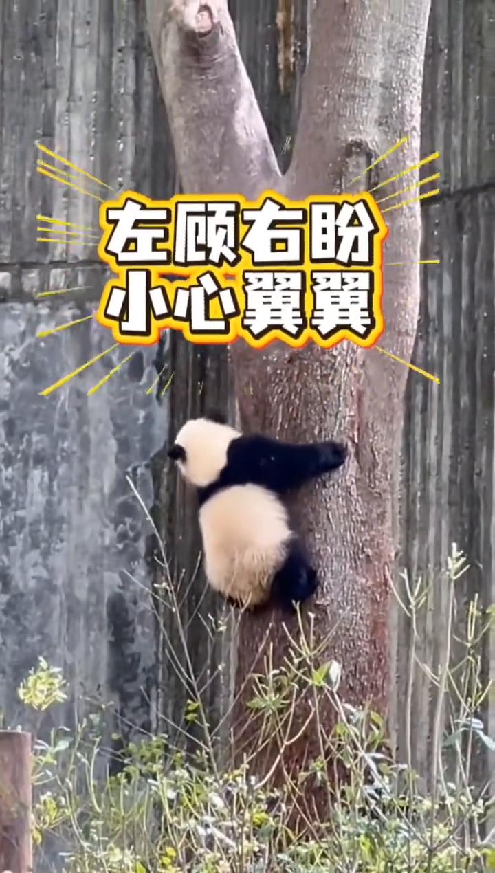 救命啊！这么大的胖熊本来是上不了树的，可带上"猫"以后居然成了爬树高手。救命啊！