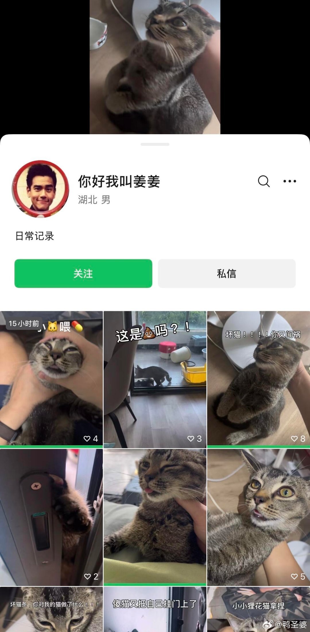 -这是谁送养出去的小猫！！是武汉的！！如果送养人看到，赶紧把小猫要回来吧！！！ 