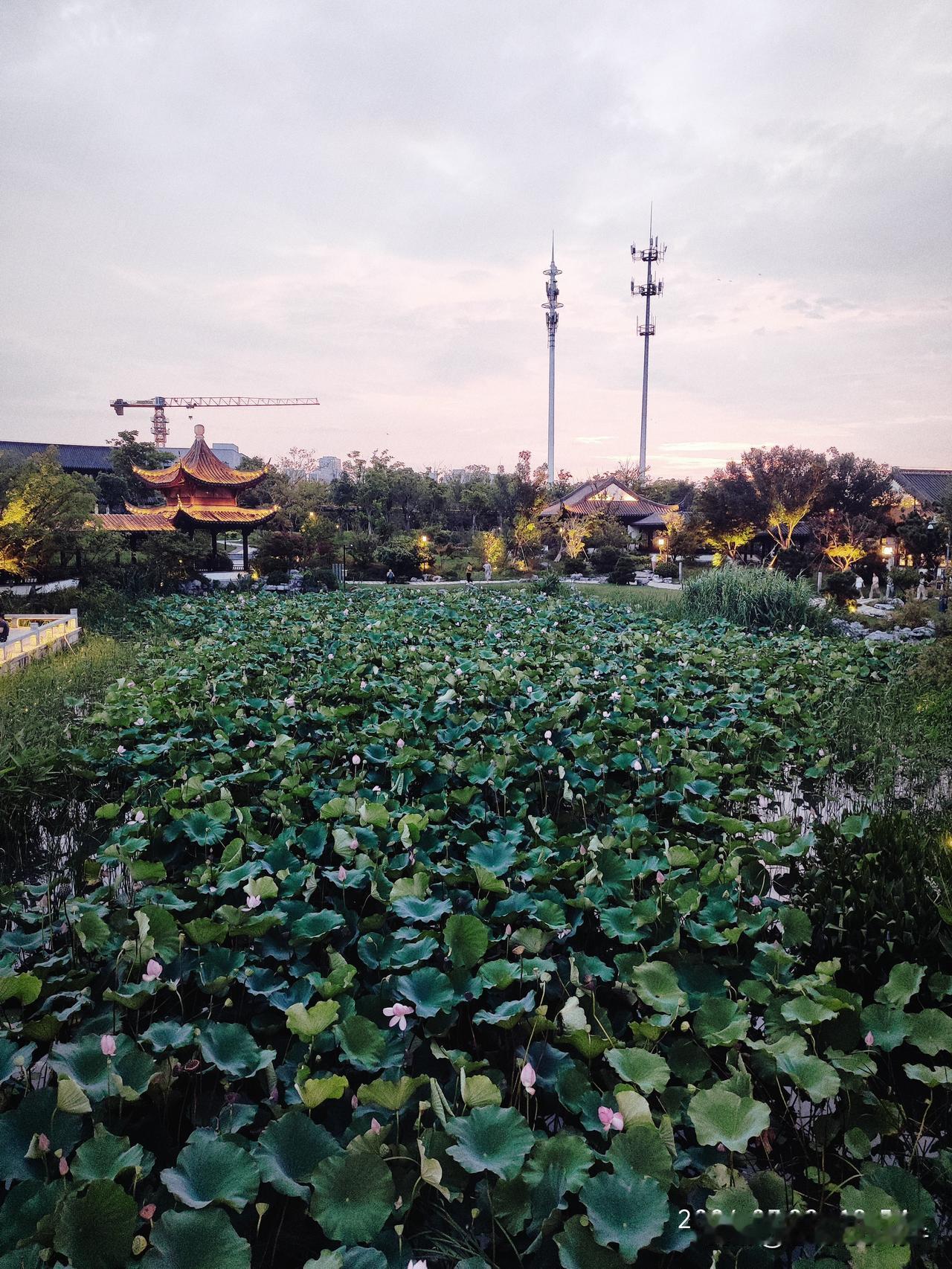 夏日里昆山亭林园的美景，荷花一池池，真的很美哦！
饭后乘凉散步的好去处！白天太热