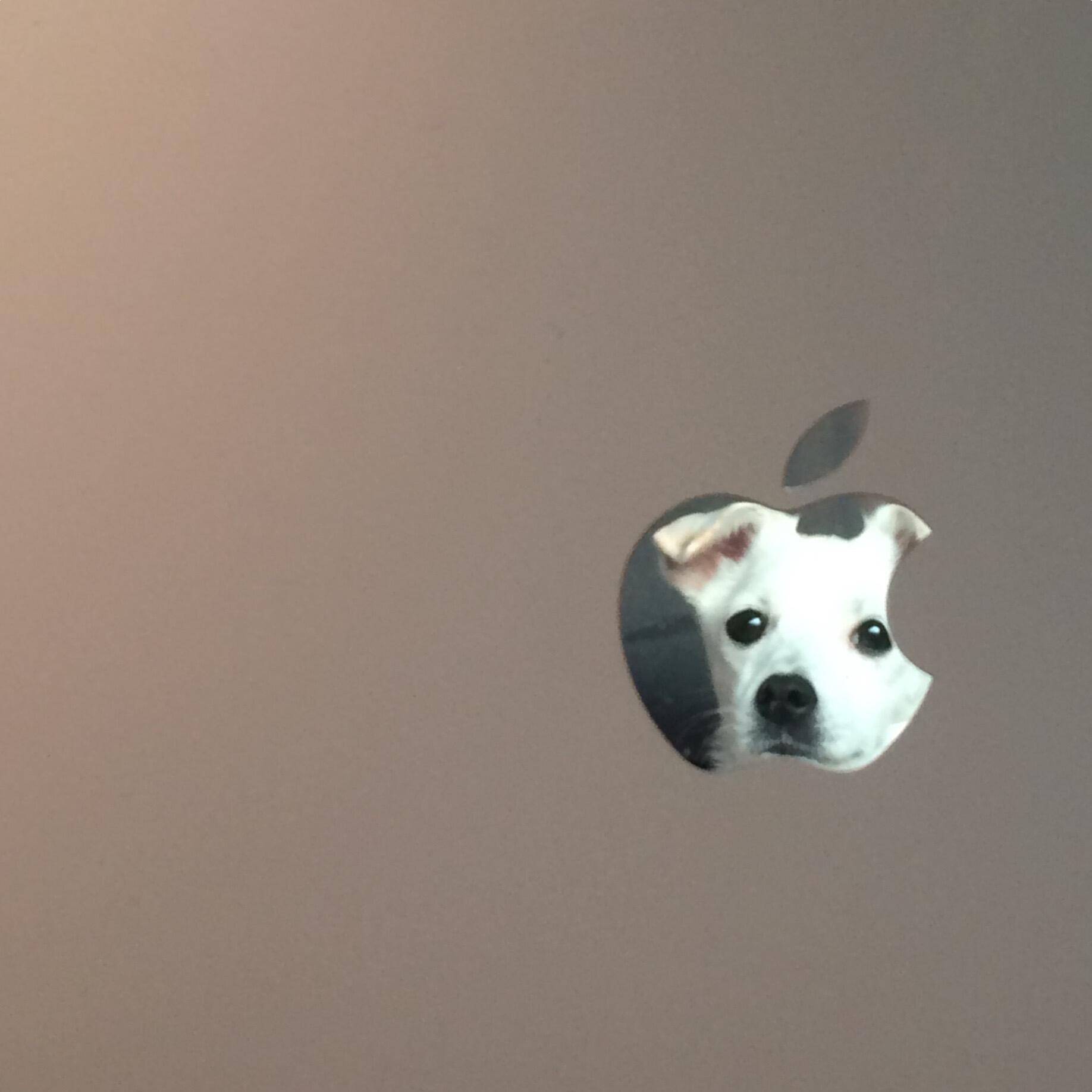 苹狗 ​​​