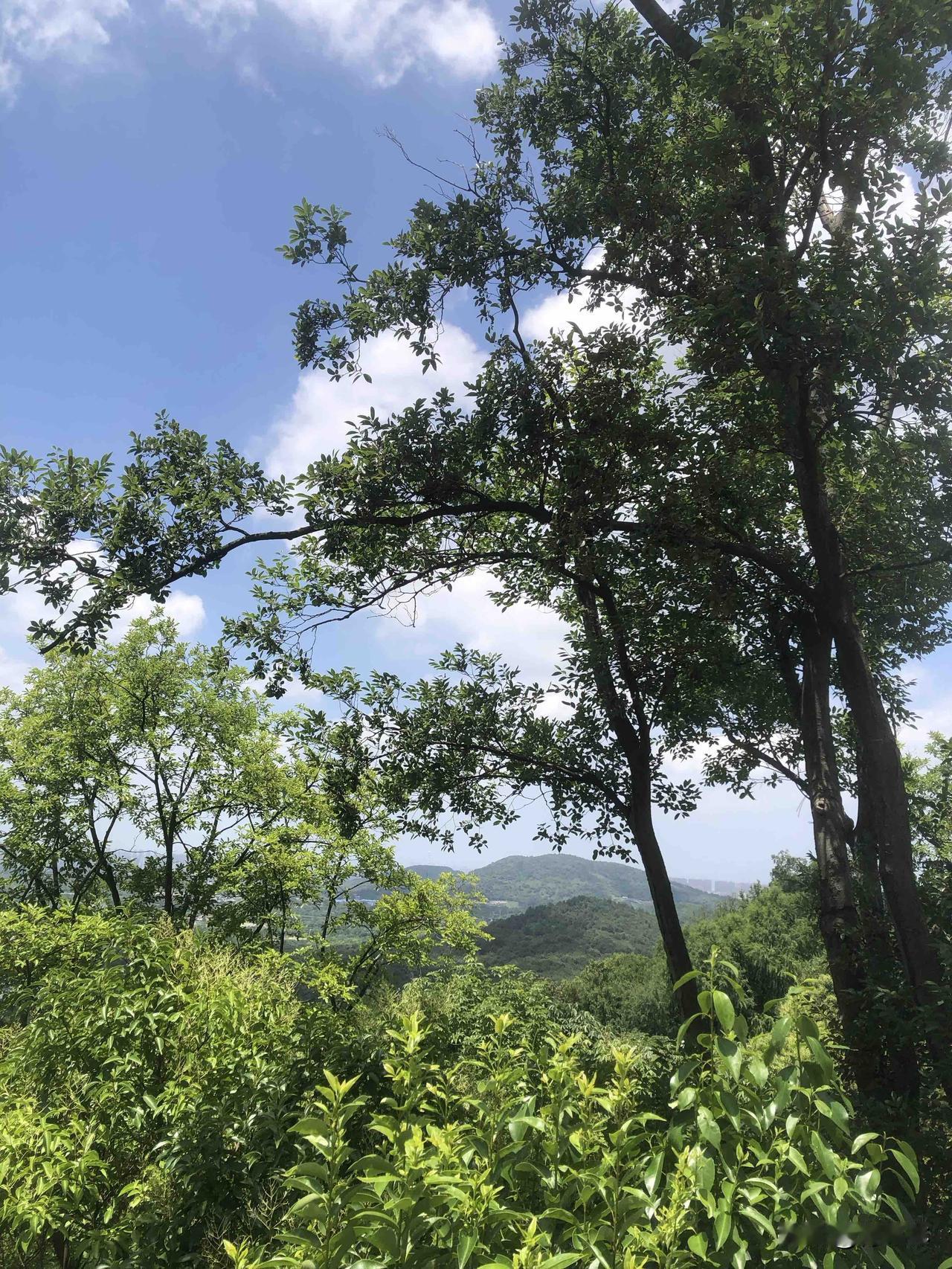 旅游登牛首山登高望远，抬头全是治愈的云朵，大块白云蓬松柔软，铺在澄澈蓝天之上。漫