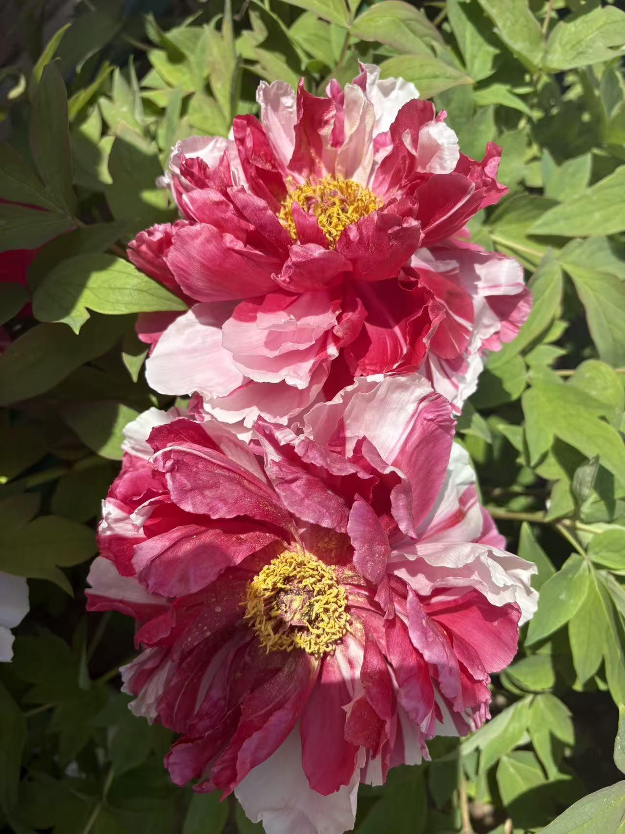 春日生活打卡季原生花卉，土里长的真好看