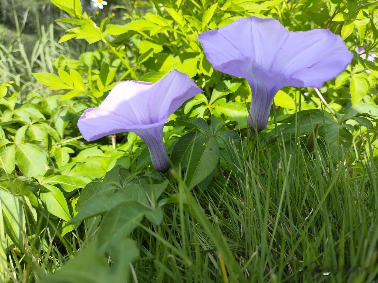 一个12岁的普通小女孩，因为家庭财务危机陷入了苦恼，于是在一只神奇的小狗的引导下