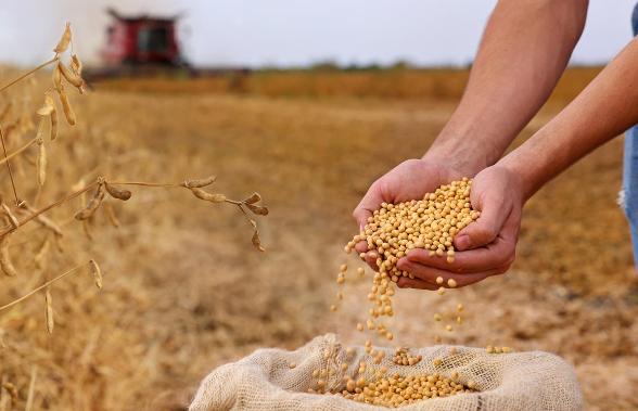 最近，特朗普站在金色拖拉机前高调官宣中国要继续购买美国大豆，可现实情况如何？中国