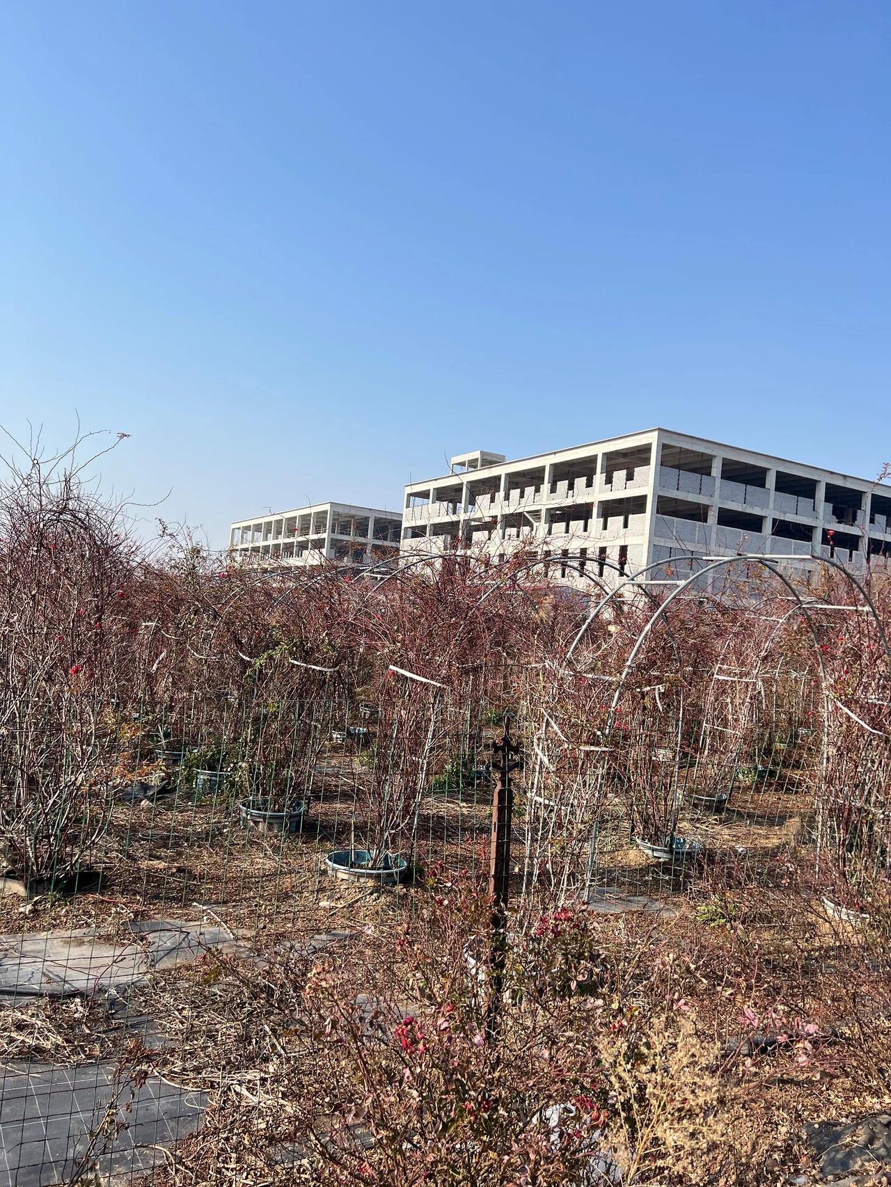 12月1号第一天
游紫藤园
繁花落尽
进入冬眠
孕育春天
等待来年