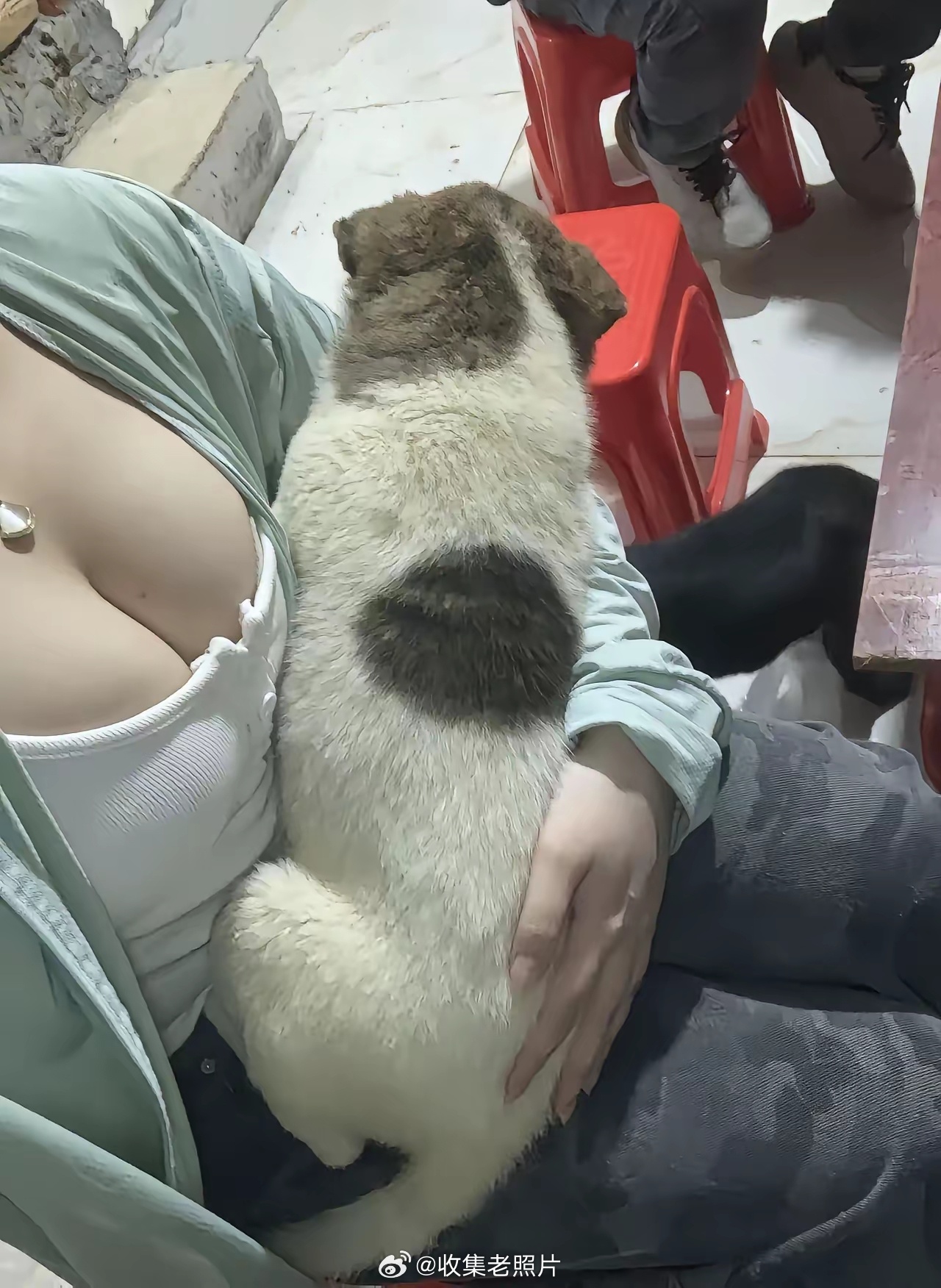 现在的年轻人真看不懂，宁愿养些无价值的猫猫狗狗，却不愿生多几个孩子，生孩子以后老