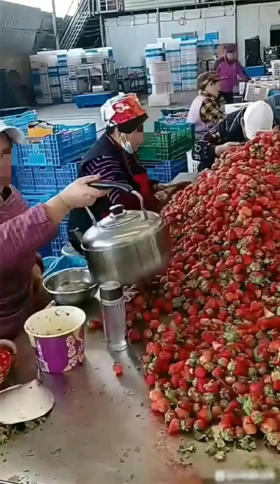 这个是工厂流水线，看完你还敢吃草莓吗 