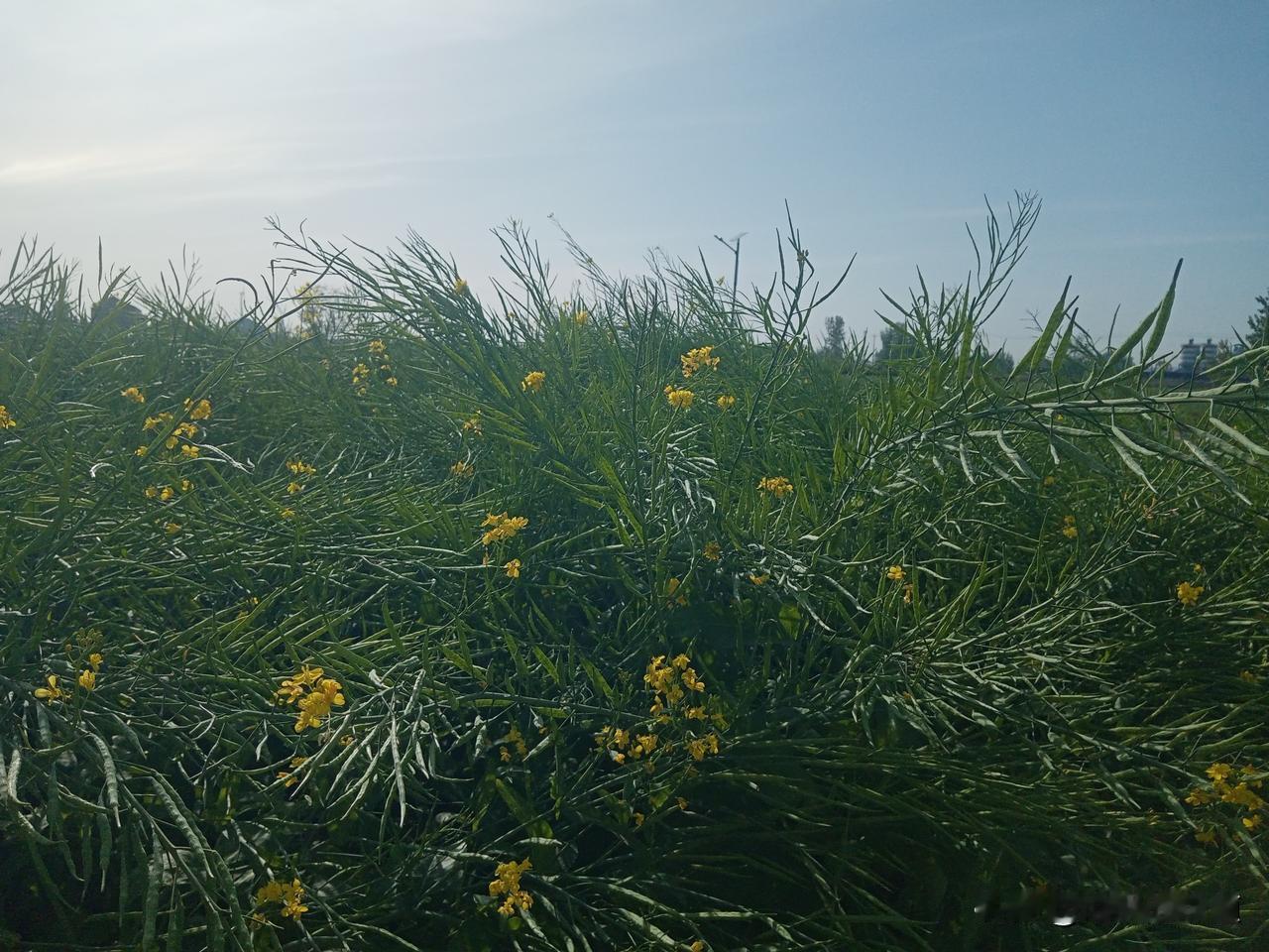 今日三月初四“谷雨”
一场突如其来的风雨
天气变得比较凉爽
刚刚穿上的夏装
又换