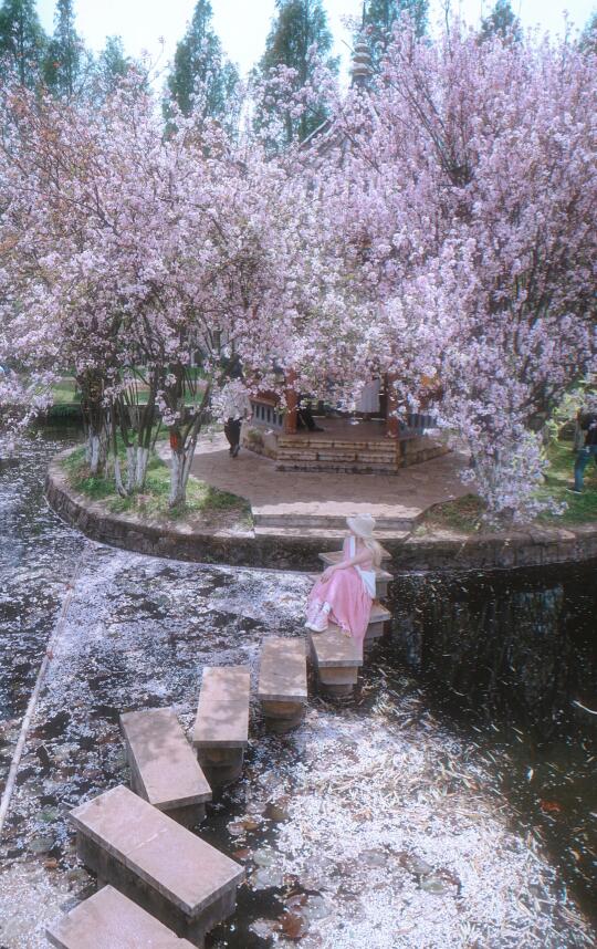 昆明，符合我一万次对“春和景明”的想象🌸