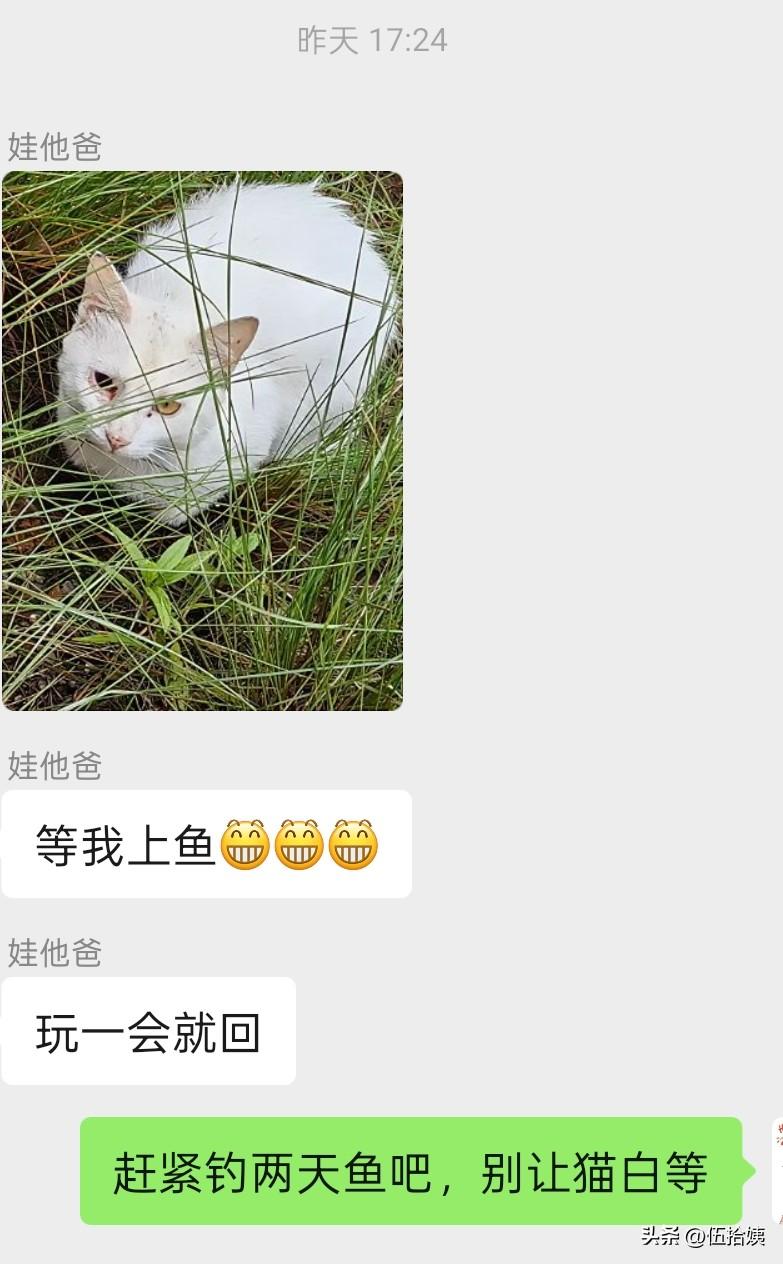 老同志昨天下班没直接回家，而是去了河边，那里有一只白色异瞳的流浪猫在等他。[黑线
