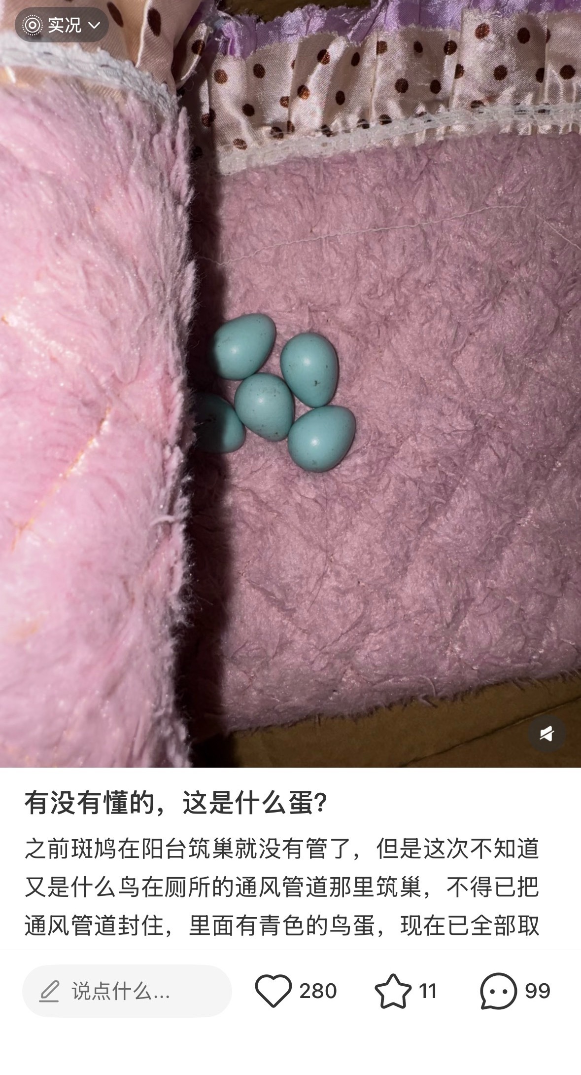 刚开始没仔细看我以为他在用巧克力豆玩抽象，再隔一天刷到已经孵出小鸟了 
