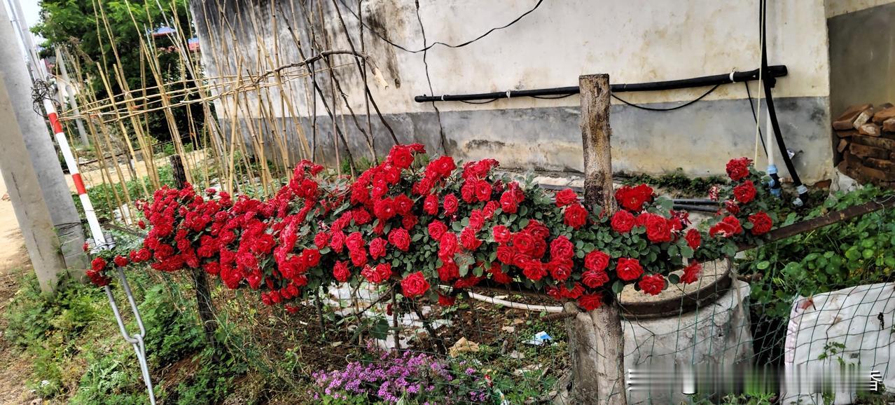 “红玫瑰盛开在乡村小院，浪漫与宁静并存”🌹🏡庭院里的月季花