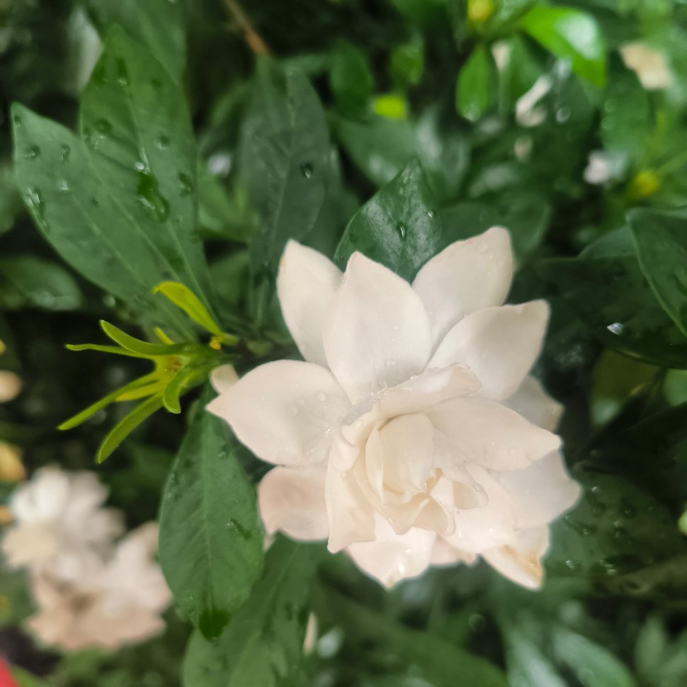 栀子花粗粗大大，又香得掸都掸不开，于是为文雅人不取，以为品格不高。栀子花说：“去