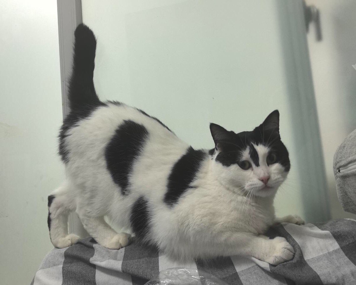 您好吗，向您行抬屁礼。daily奶牛猫 （投稿：） 