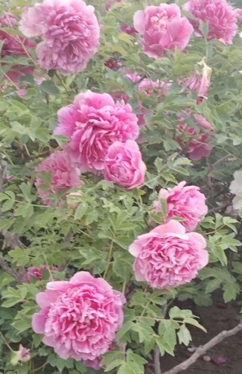 河州牡丹