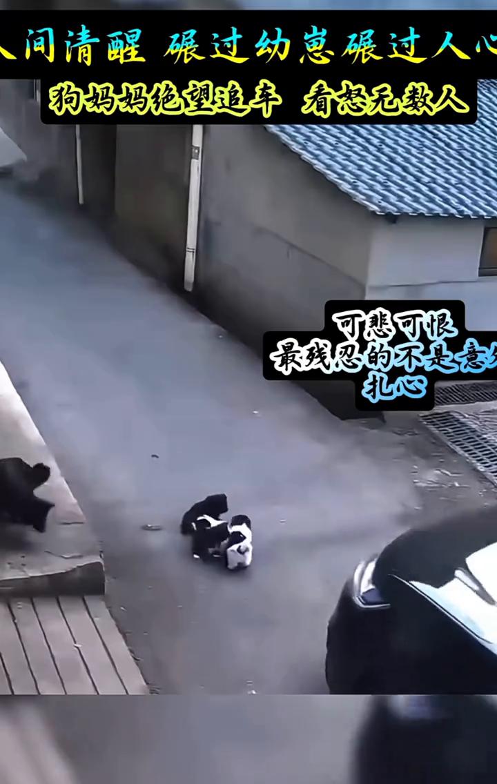 狗妈妈绝望追车看怒无数人，可悲可恨。
最残忍的不是意，是人性。