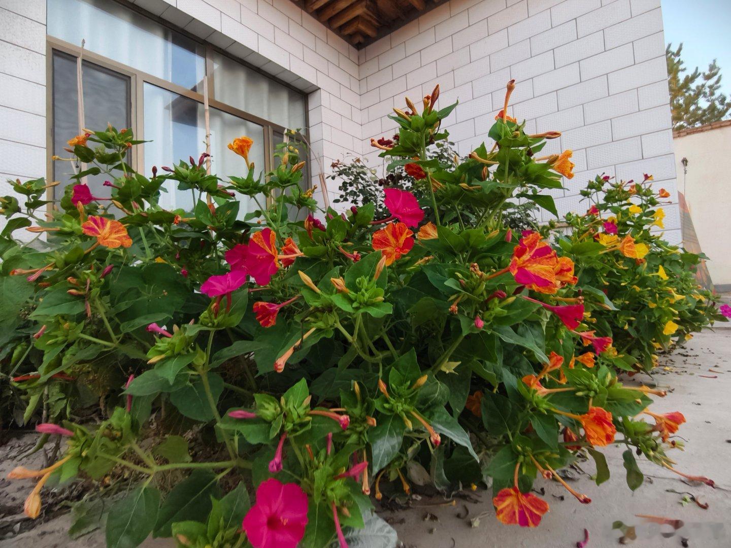 晚饭花准时在我们吃晚饭的时候开放。它们是不是闻到我们西红柿鸡蛋面条饭的香味，才打