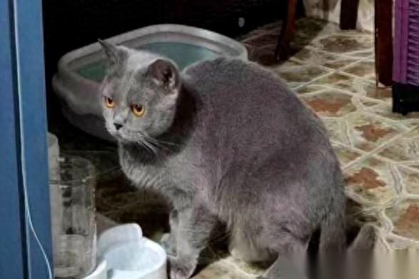 一万二，买了一只猫。
哦不对，是“免费领养”的。
这事儿绝了。一个妈妈想给女儿找