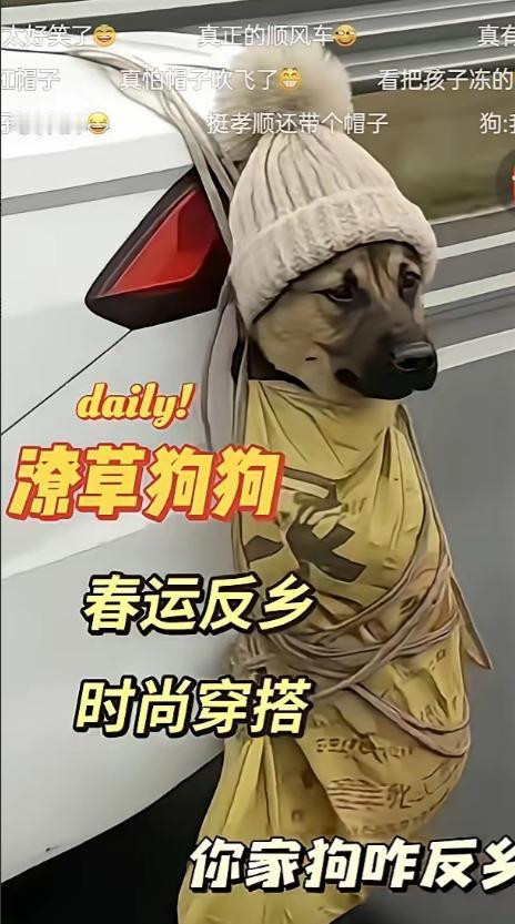 今年春运最大的网红诞生了！这只狗因为晕车被主人用袋子绑起来挂在车尾，更搞笑的是怕