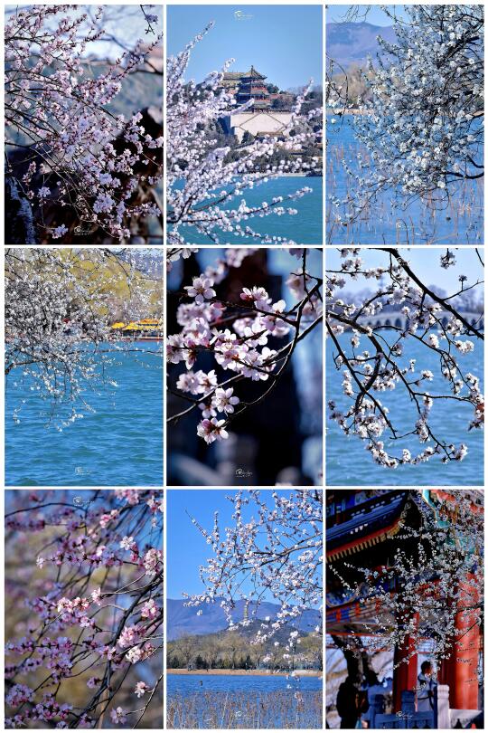 3.16颐和园西堤，风很大花很美📷