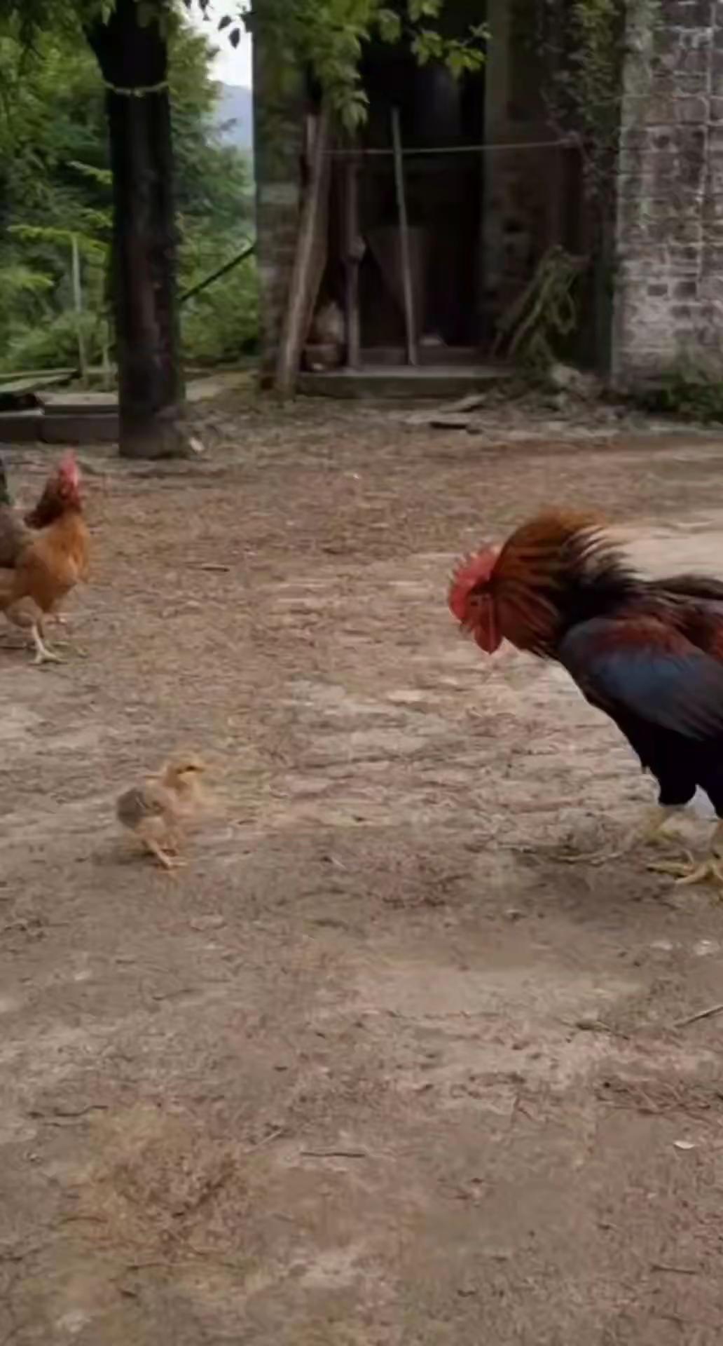 娱乐圈最利落的小趴鸡🐔