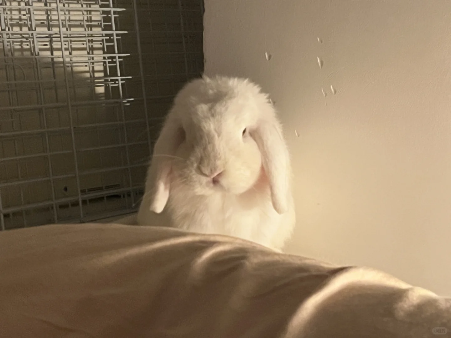 小铃铛🐰｜是谁还没有床头jelly cat😏