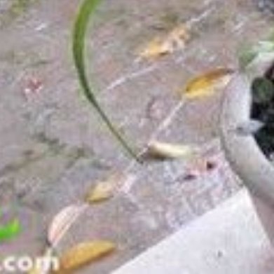 虎眼万年青（小众观叶药用植物，庭院盆栽都可）种植方法：1. 土壤：疏松沙质土，混