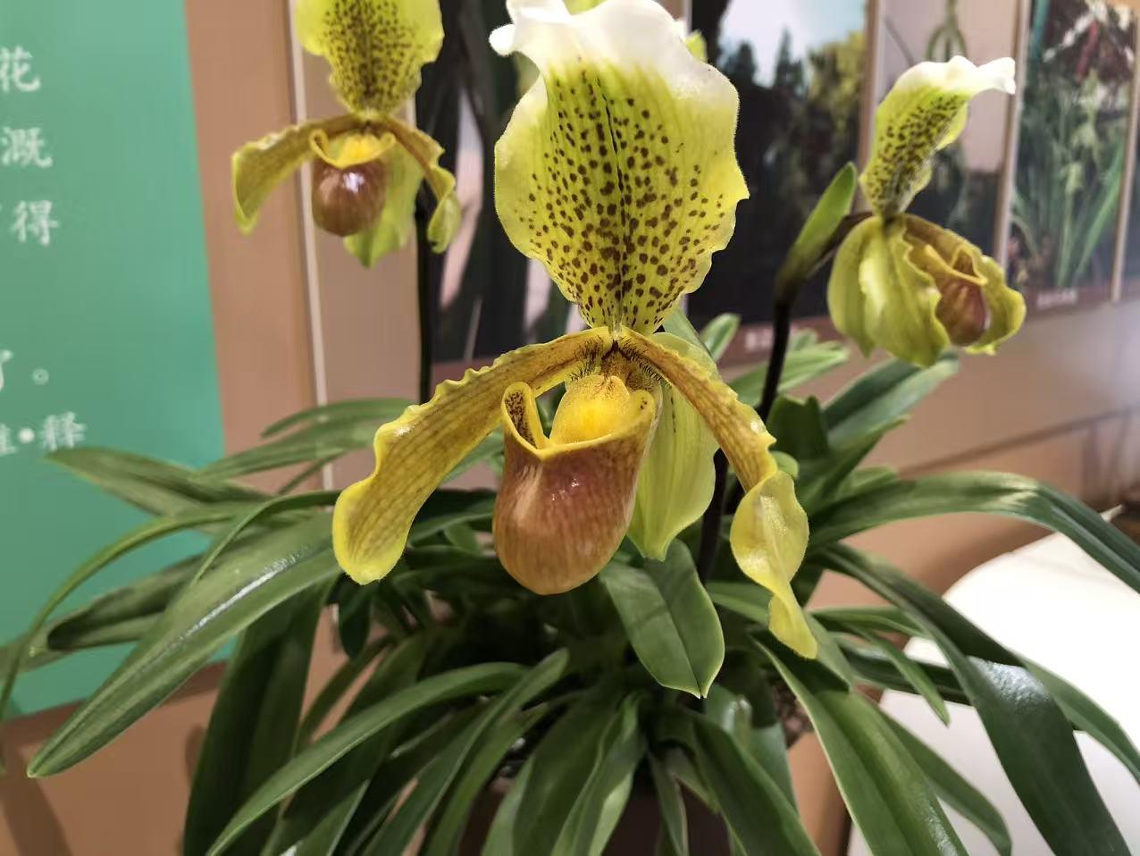 腊梅展现出顽强的生命力，如今已含苞待放，这般景致真是太有意境了！