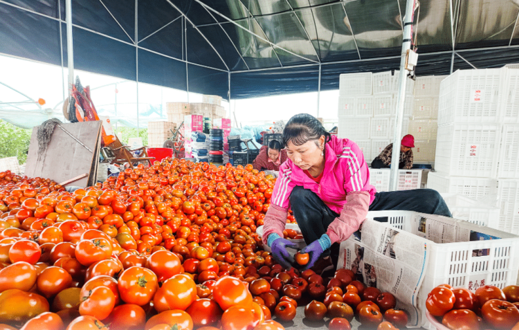 重庆荣昌：清江番茄红 村民日子火