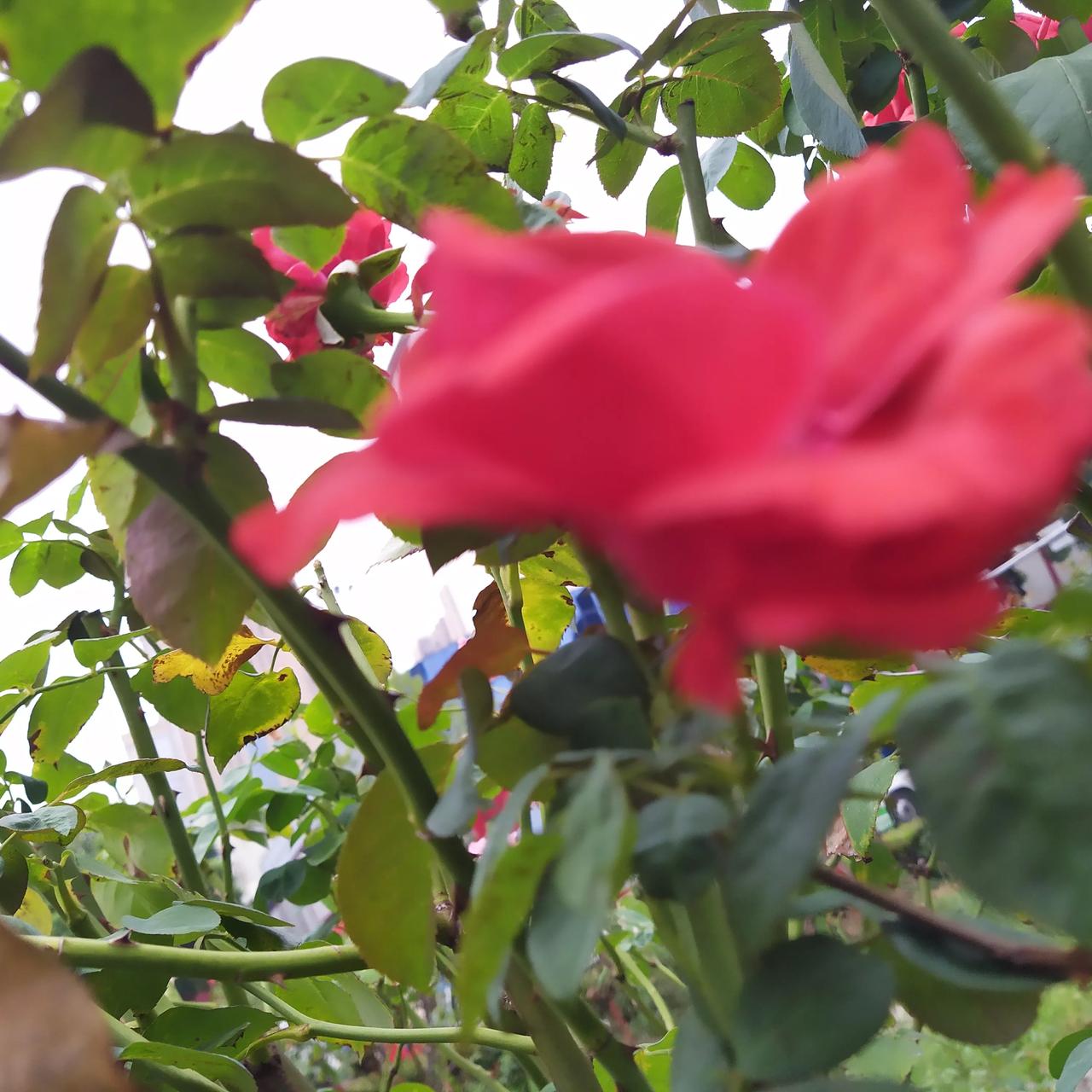 生活小吃多运动，与世无争不骂吵。
勤奋用脑不逞能，知足常乐不攀比。
承认己老不畏