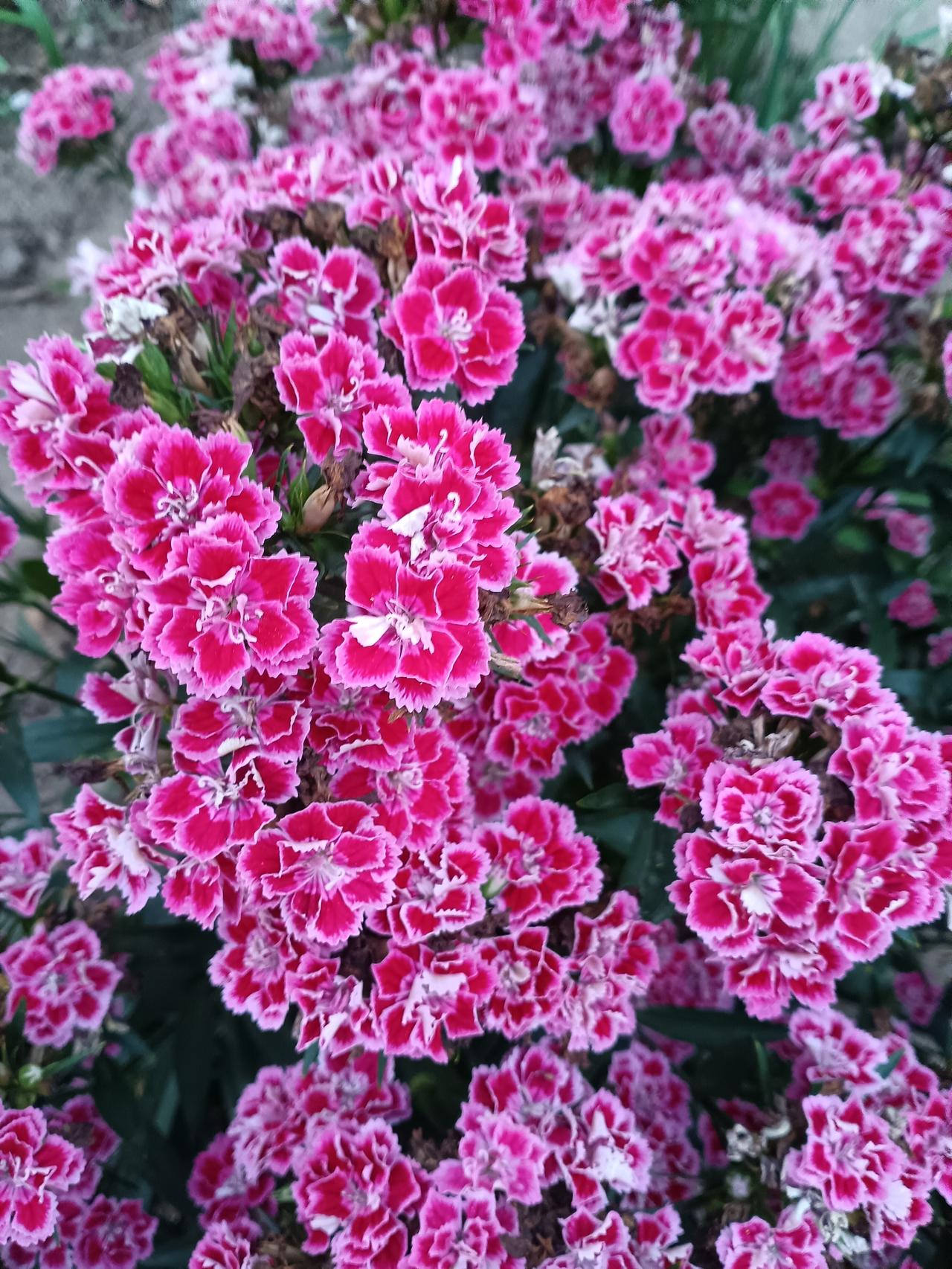 这是一片盛开的石竹花，花朵密集簇拥，粉白相间的花瓣边缘呈锯齿状，色彩明艳动人。石