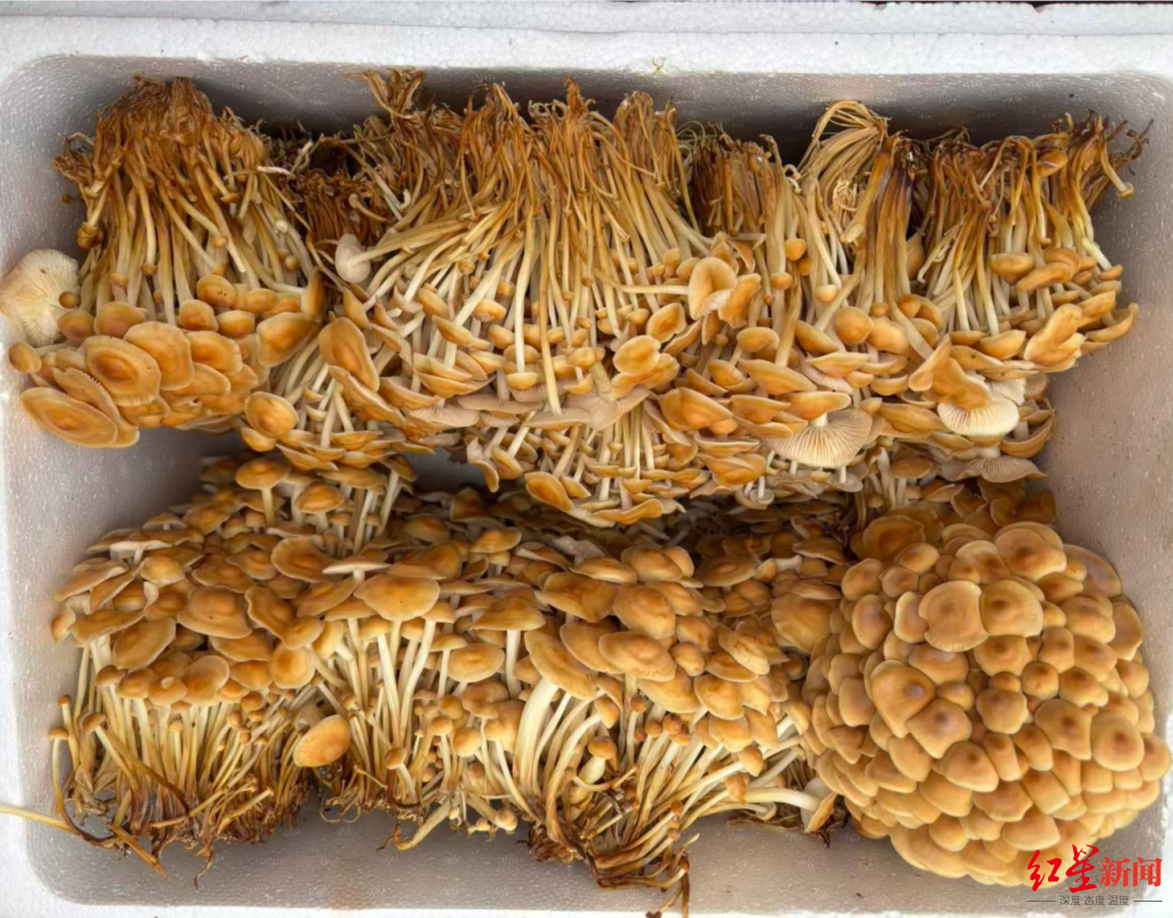 #不卡牙的金针菇来了#【“成都造”金针菇上新！主打“脆还不卡牙”，预计最快年内可