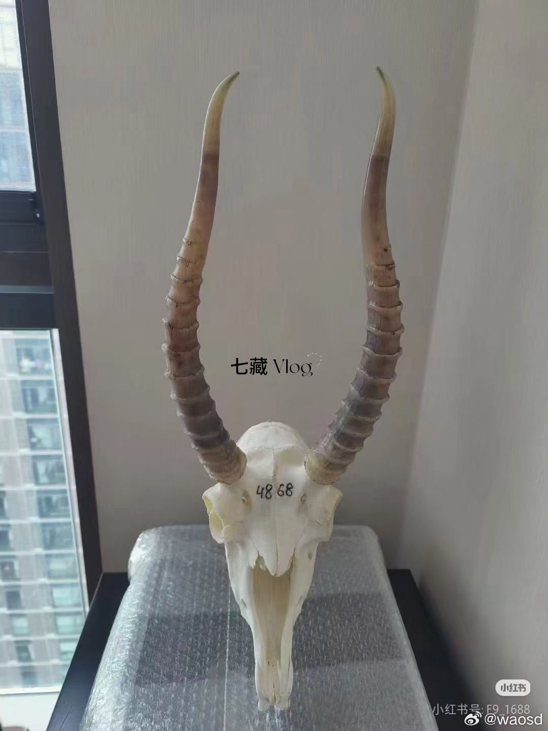 三周20万只，谁按下了灭绝加速键它们长着一个巨大的鼻子。（图1来源:像驼峰一样隆