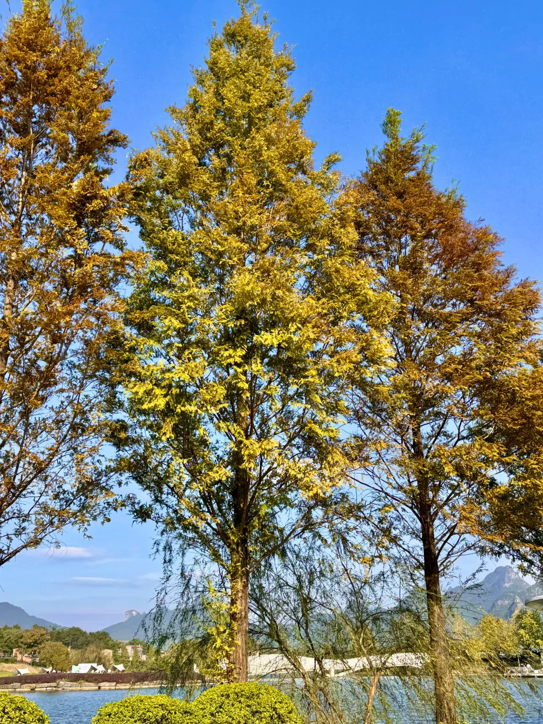 秋天的桂林象鼻山｜拍到语文书的山水📖