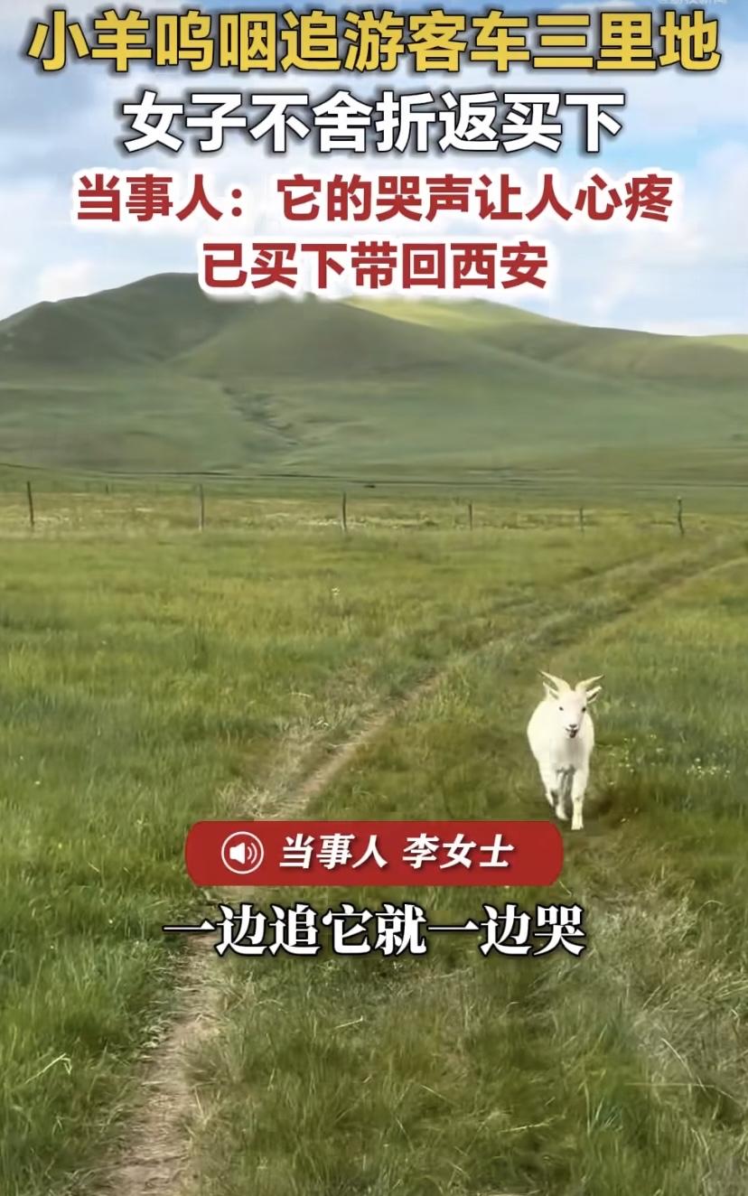 内蒙古一女子被小羊追车三里地追到心碎，连夜杀回马枪把它买回西安!
赤峰有位心软的