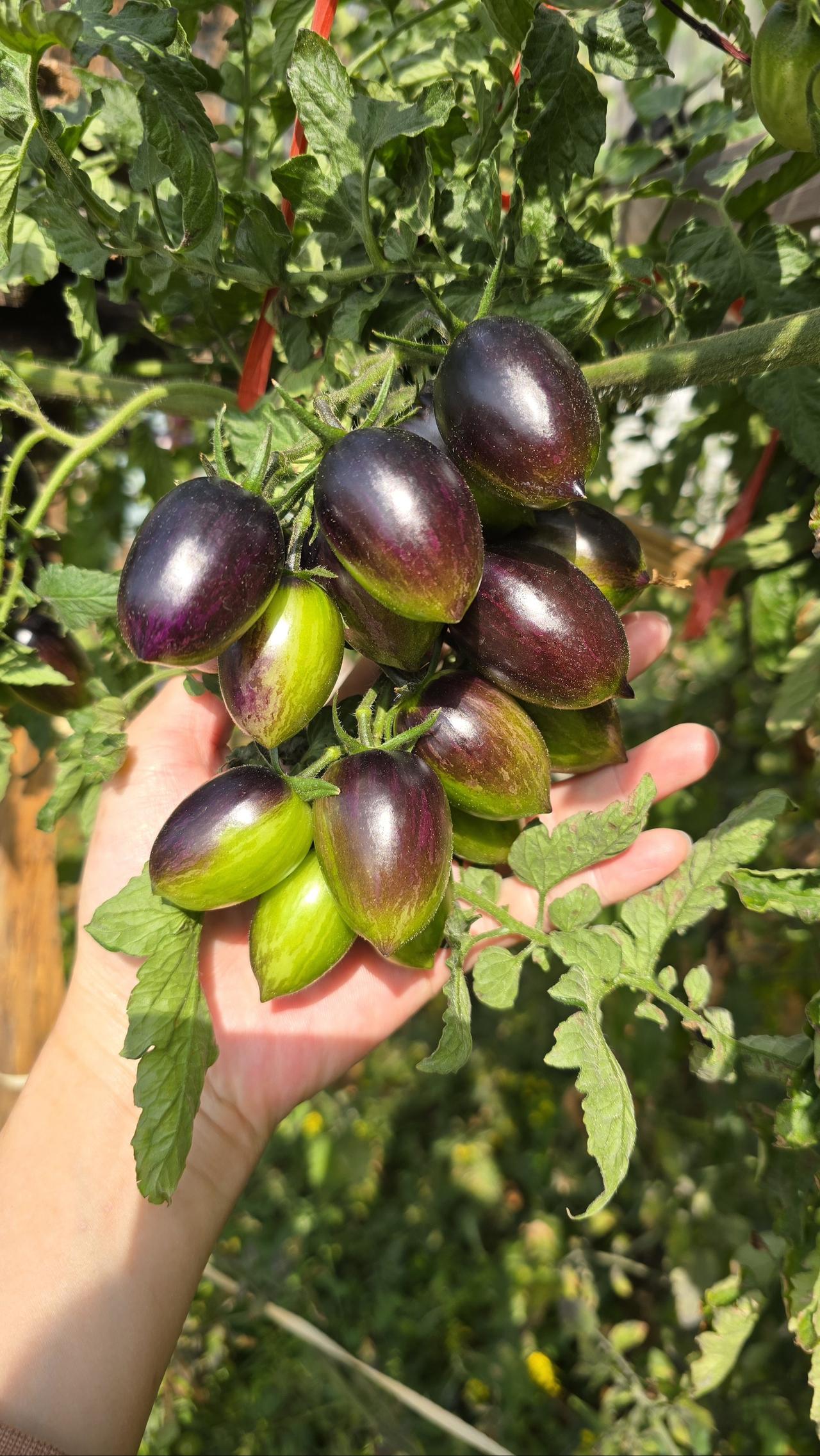 番茄🍅 西红柿 我的小菜园 自己种的纯天然的绿色蔬菜 记录我的种植生活