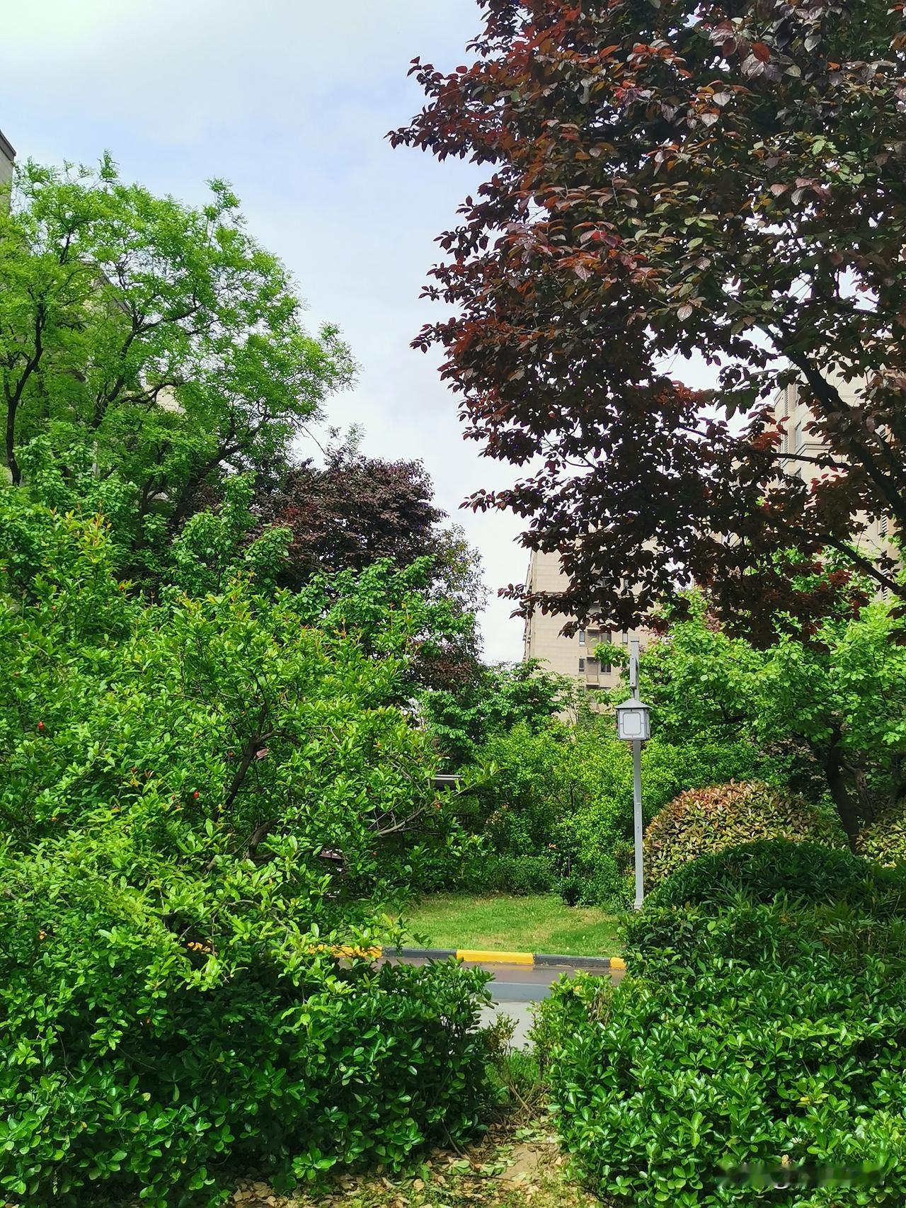 心中有爱，眼里有景。昨晚一场小雨，天空如洗，院子春色满园，原来公园里的花木基本上