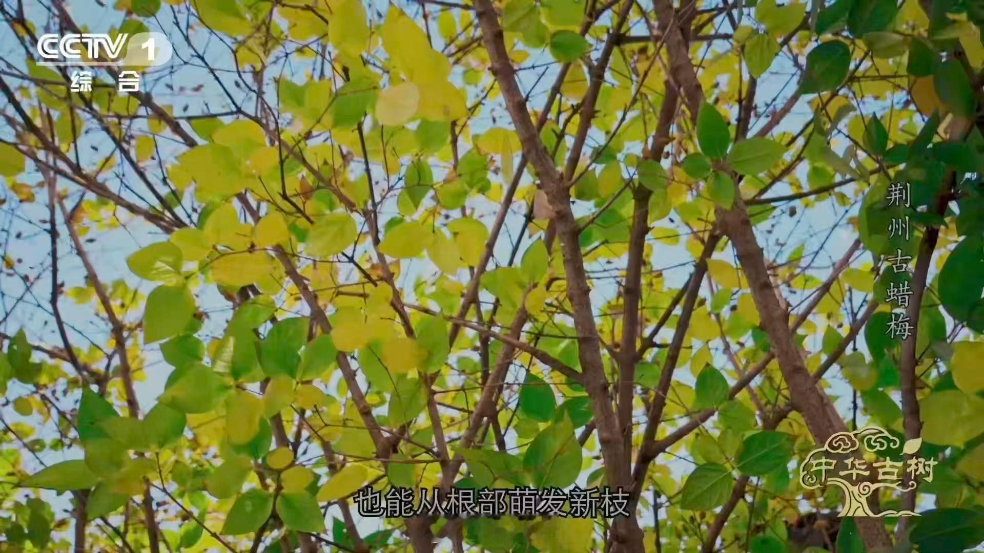 是蜡梅还是腊梅终于分清蜡梅和梅花了 湖北荆州那株2550岁的古蜡梅，见过春秋战国