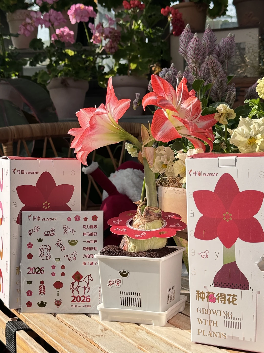 天啦，是谁的朱顶红这么好看？