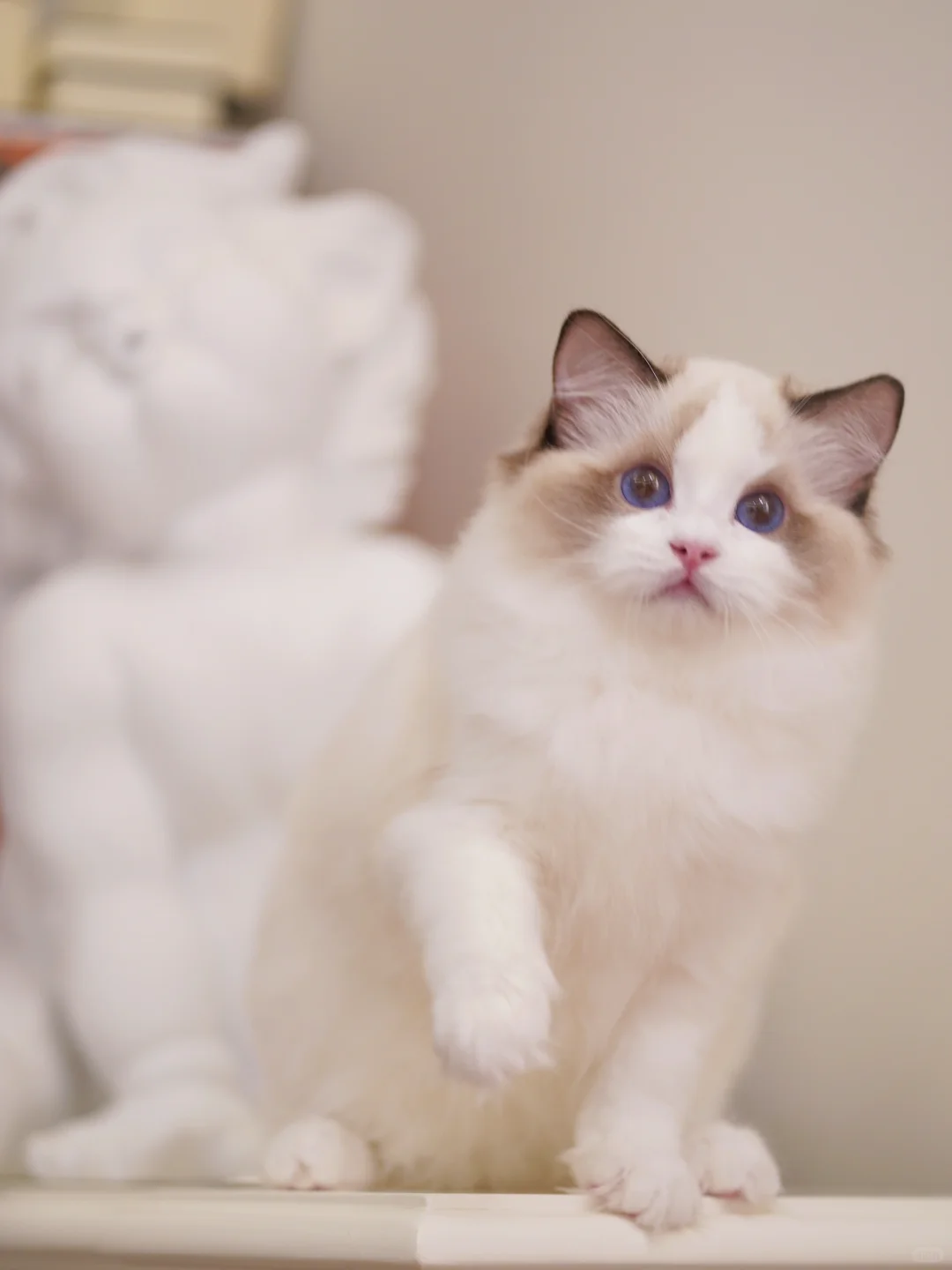 现猫找🏠｜娃娃脸Kerr Pluto🍼